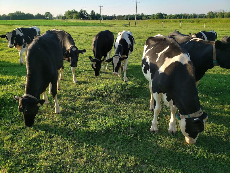 Cover photo of Proof Line Farm